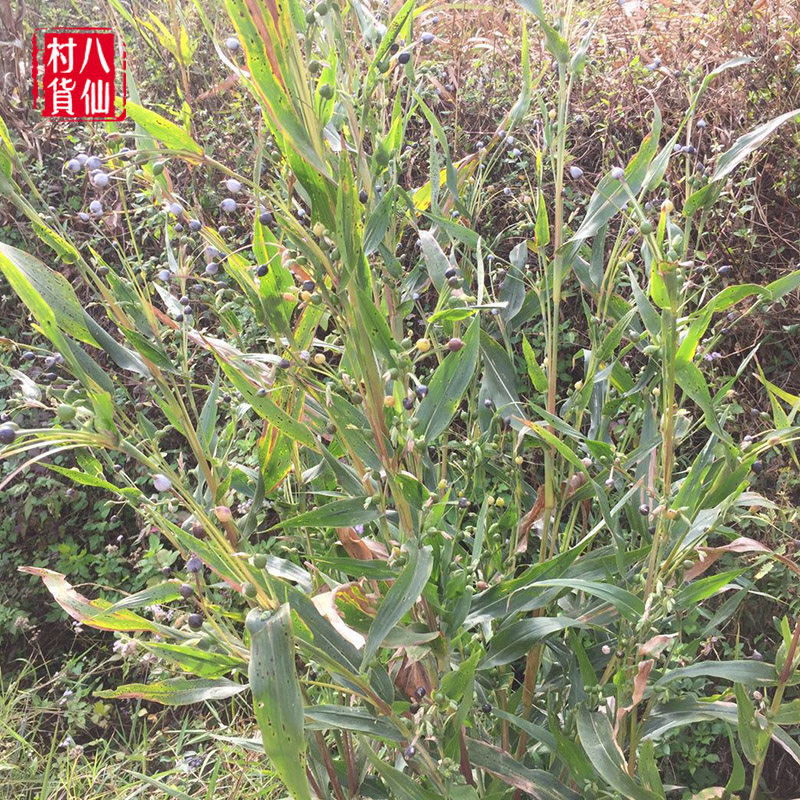 新鲜薏苡珠子全草广西中草药打碗玉米念珠六谷其他药食同源食品