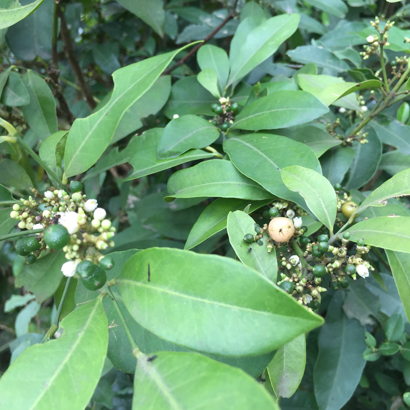 新鲜山小橘山油柑中草药山金橘枝叶野沙柑降真香油饼其他药食同源食品