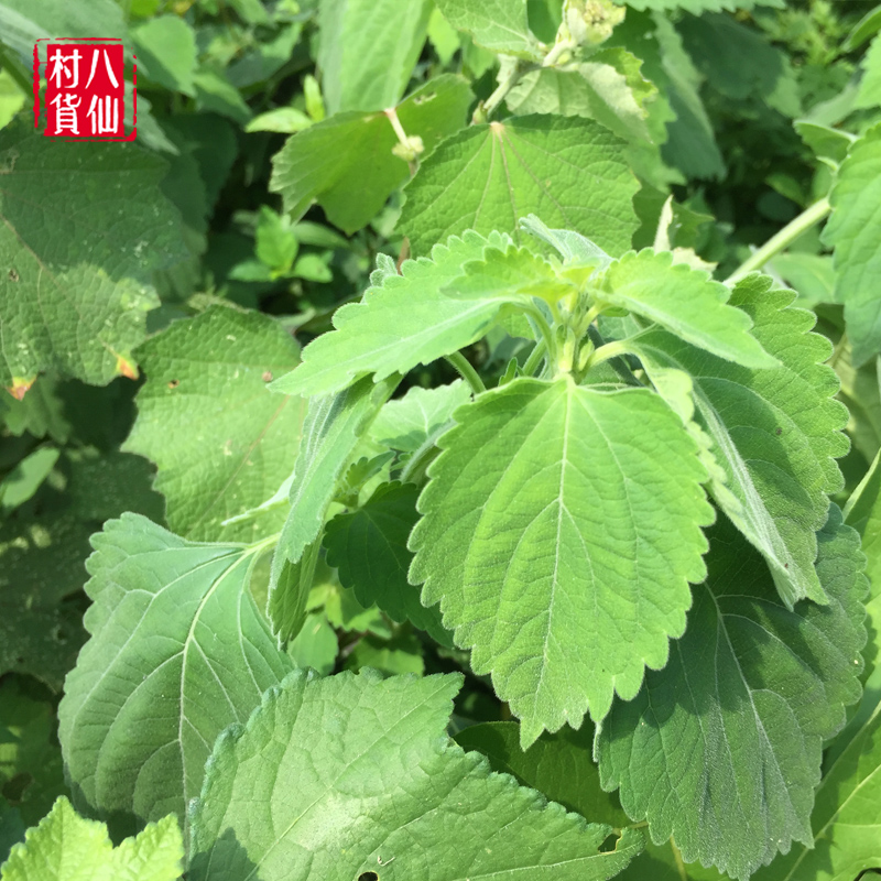 新鲜抹草现采广防风草落马衣宝宝洗澡受风茉草根抹草苗包邮