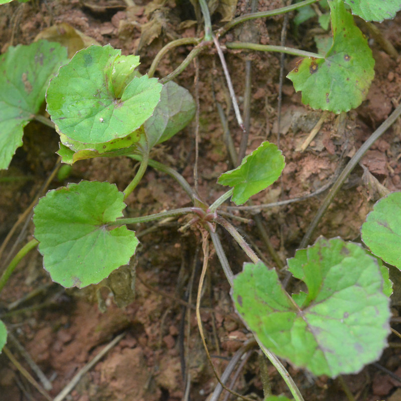 2018年新晒雷公根 野生积雪草 新鲜干品崩大碗满天星 500克 包邮