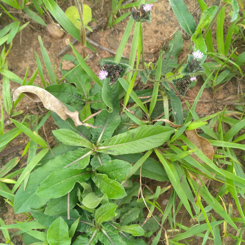 野生红花地胆草 新鲜苦地胆 坐地娘 整株地胆头地斩头丁茄夫 包邮