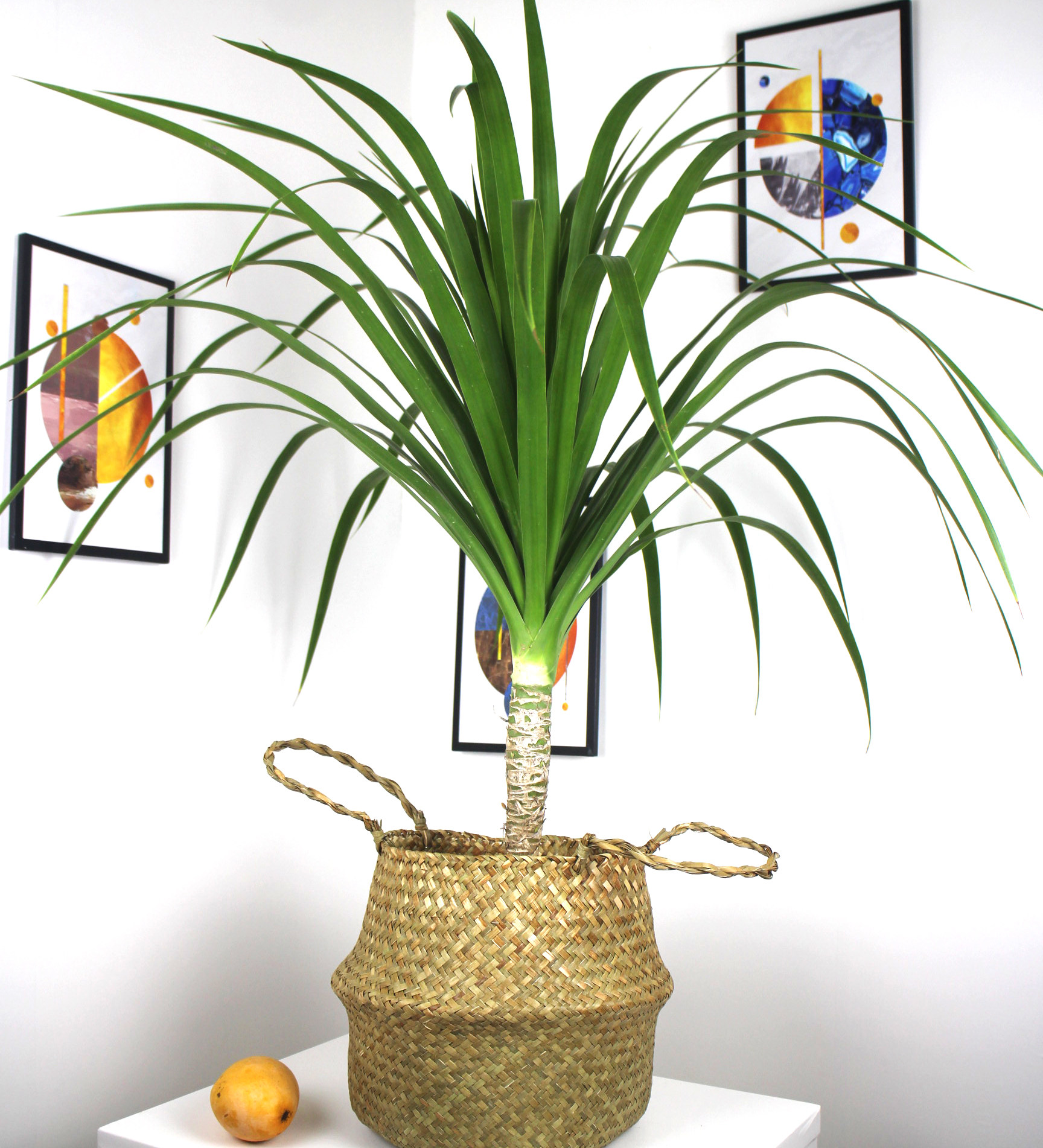 龙血办公净化空气绿植盆栽大型室内办公室树龙铁树绿植