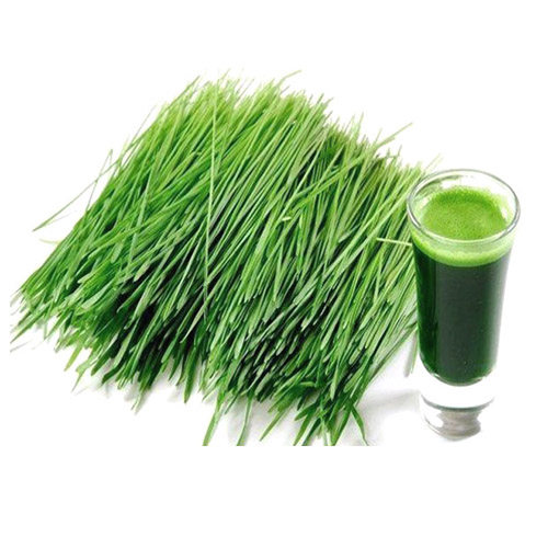 【买3送1】500目大麦若叶青汁清汁农场大麦苗粉青团代餐粉500克