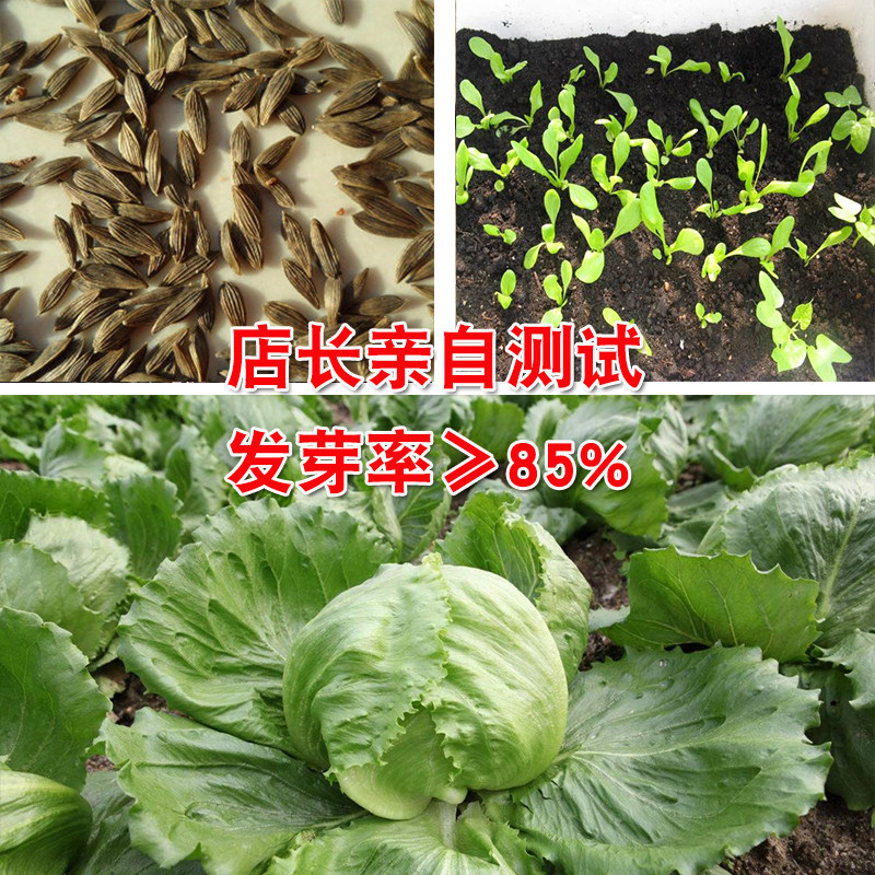 种子结球生菜大田菜园高产易种一代杂交绿喜蔬菜种子