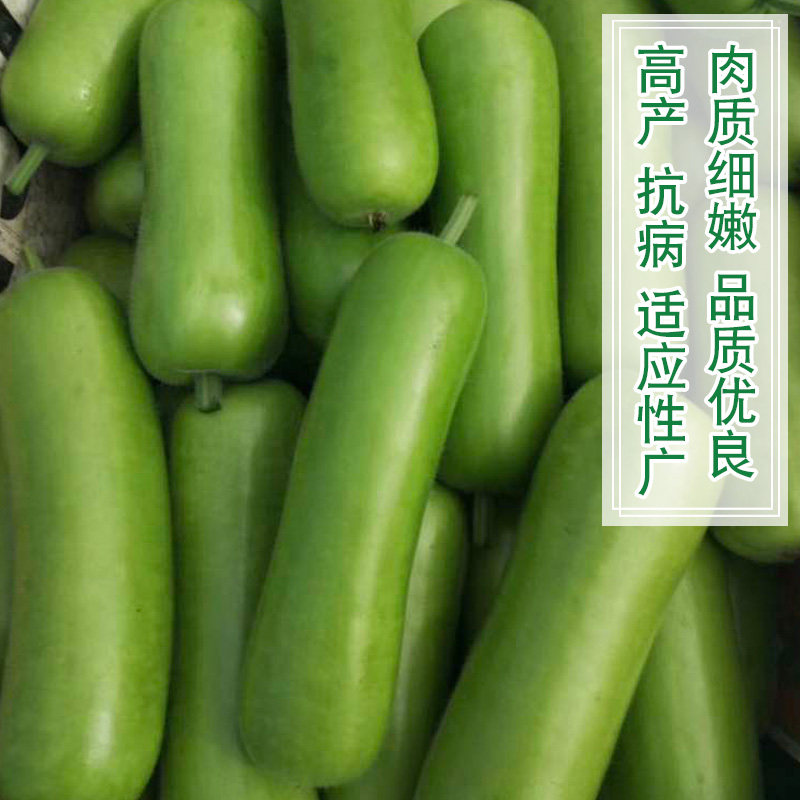 种子清香瓠瓜超早生早熟高产耐热蔬菜家庭园艺种子
