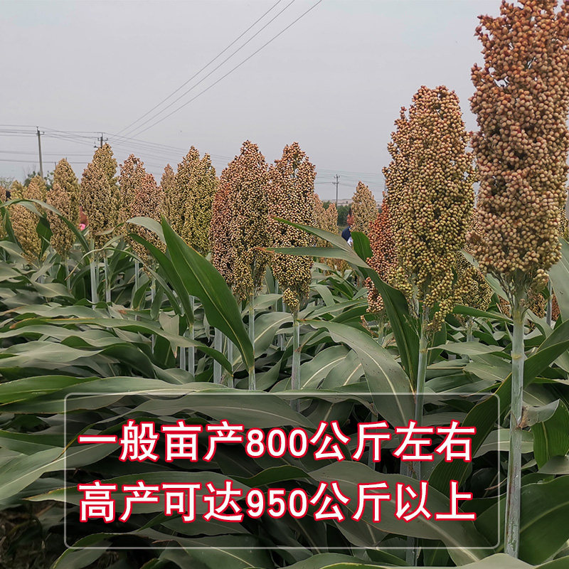 矮杆酒糯高粱王超吨铁杆150红高粱种子 矮杆抗鸟酿造型高产高粱籽