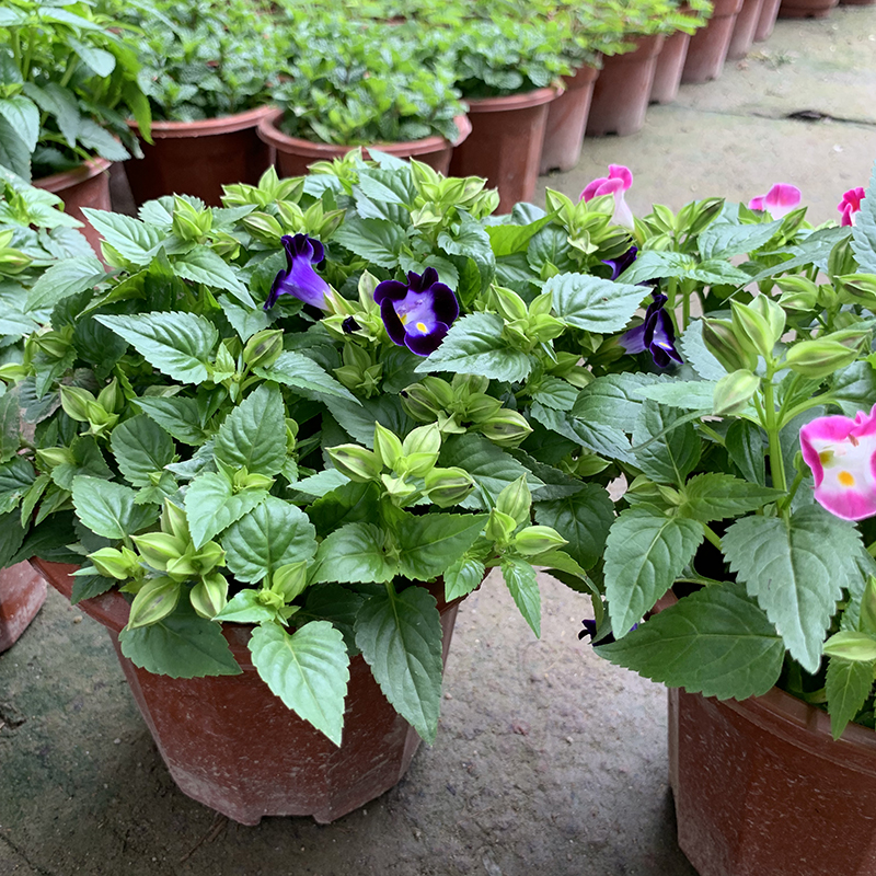 盆栽夏堇花盆夏瑾苗蝴蝶阳台庭院花园植物耐热时令草本花卉