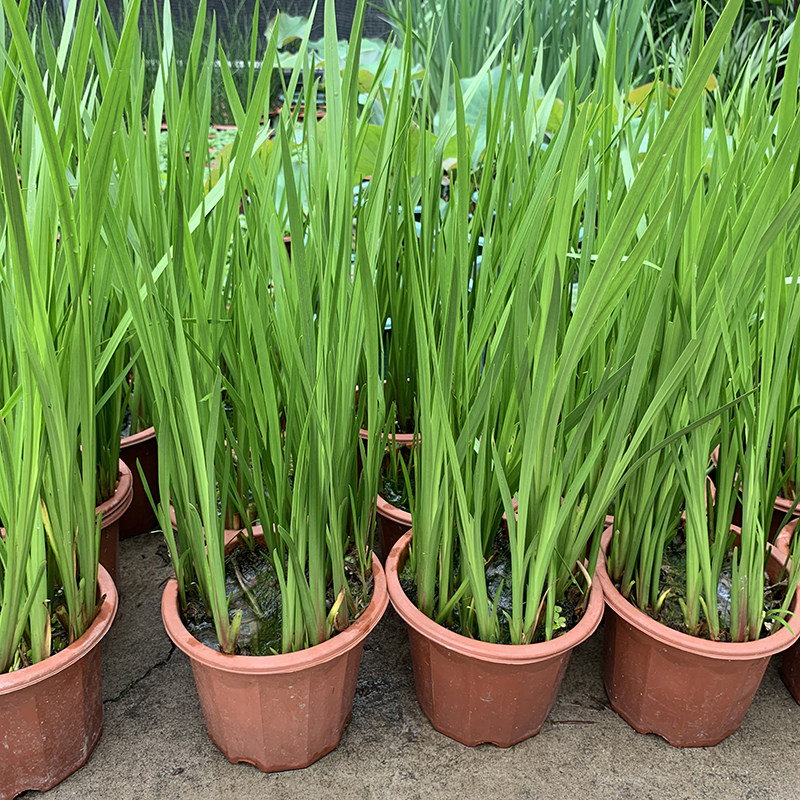 菖蒲苗水水生植物香菖蒲室外池塘观赏造景蒲剑绿植