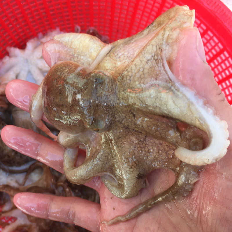 鲜活章鱼爆头八爪鱼冷冻短腿迷你活体海鲜水产冷冻章鱼