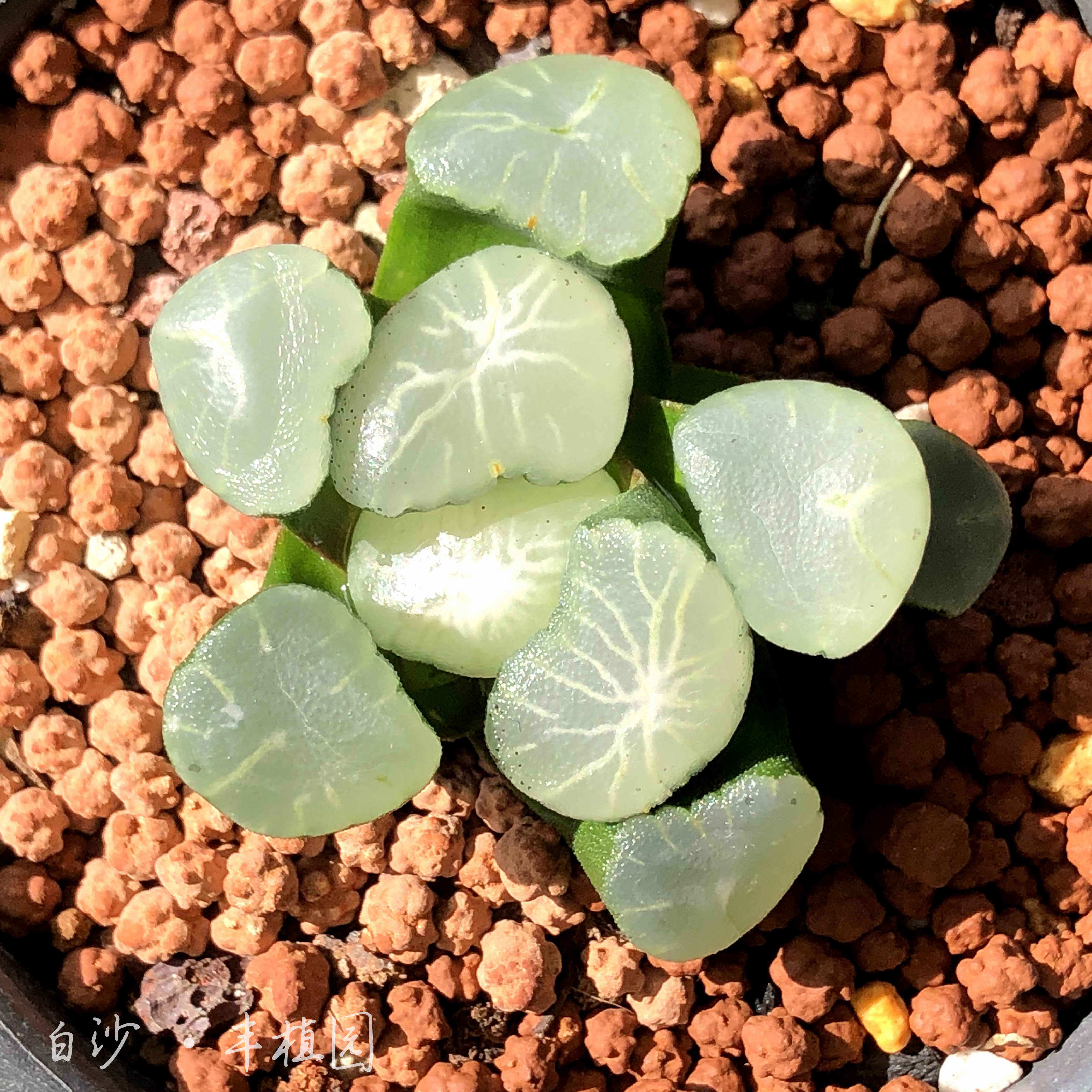 欧若拉万象多肉植物室内盆栽四季易养办公桌阳台多肉植物