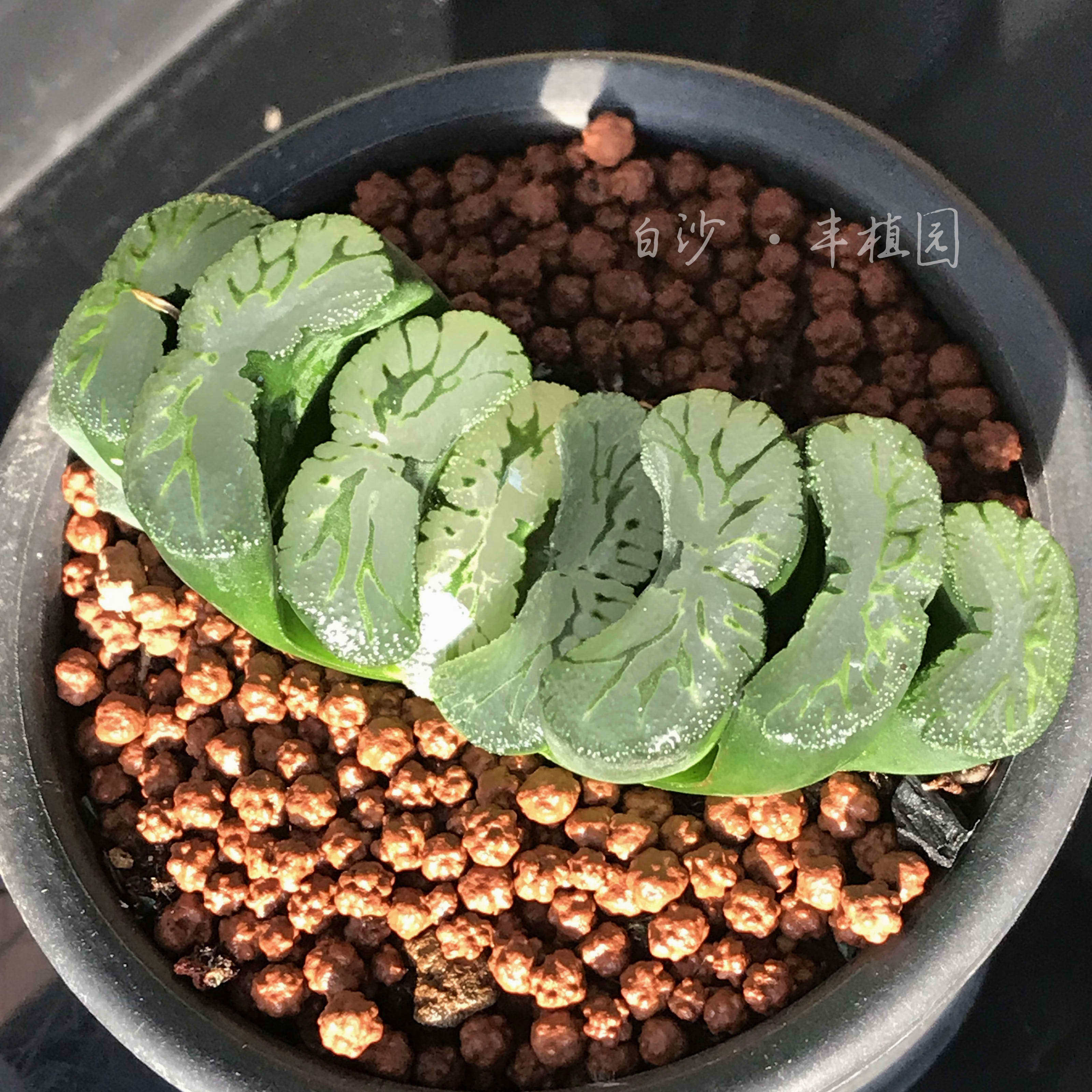 r2绿岛玉扇多肉植物室内盆栽四季易养办公桌多肉植物