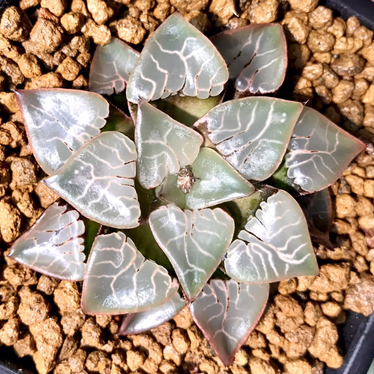 火凤凰寿铭十二卷瓦苇属精品控养趣味办公桌纹路多肉植物