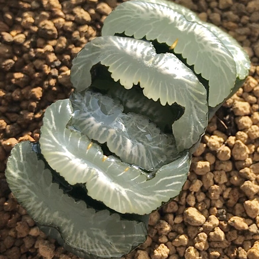 钻石玉扇铭品控养多肉十二卷玉扇精品太白纹路多肉植物
