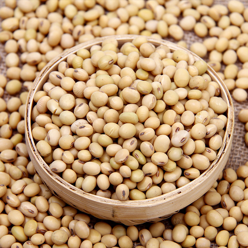 老郭家铺子农家自种笨黄豆大豆打豆浆土黄豆新黄豆250g散装