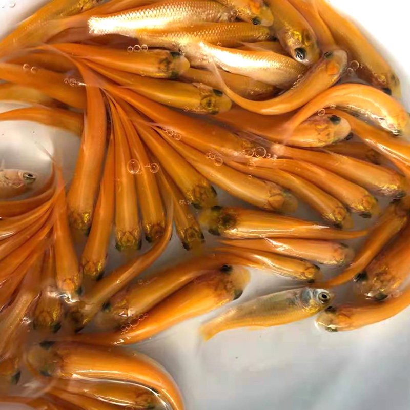 鱼苗新品金草俄罗斯金色活体草鱼金丝淡水养殖鱼