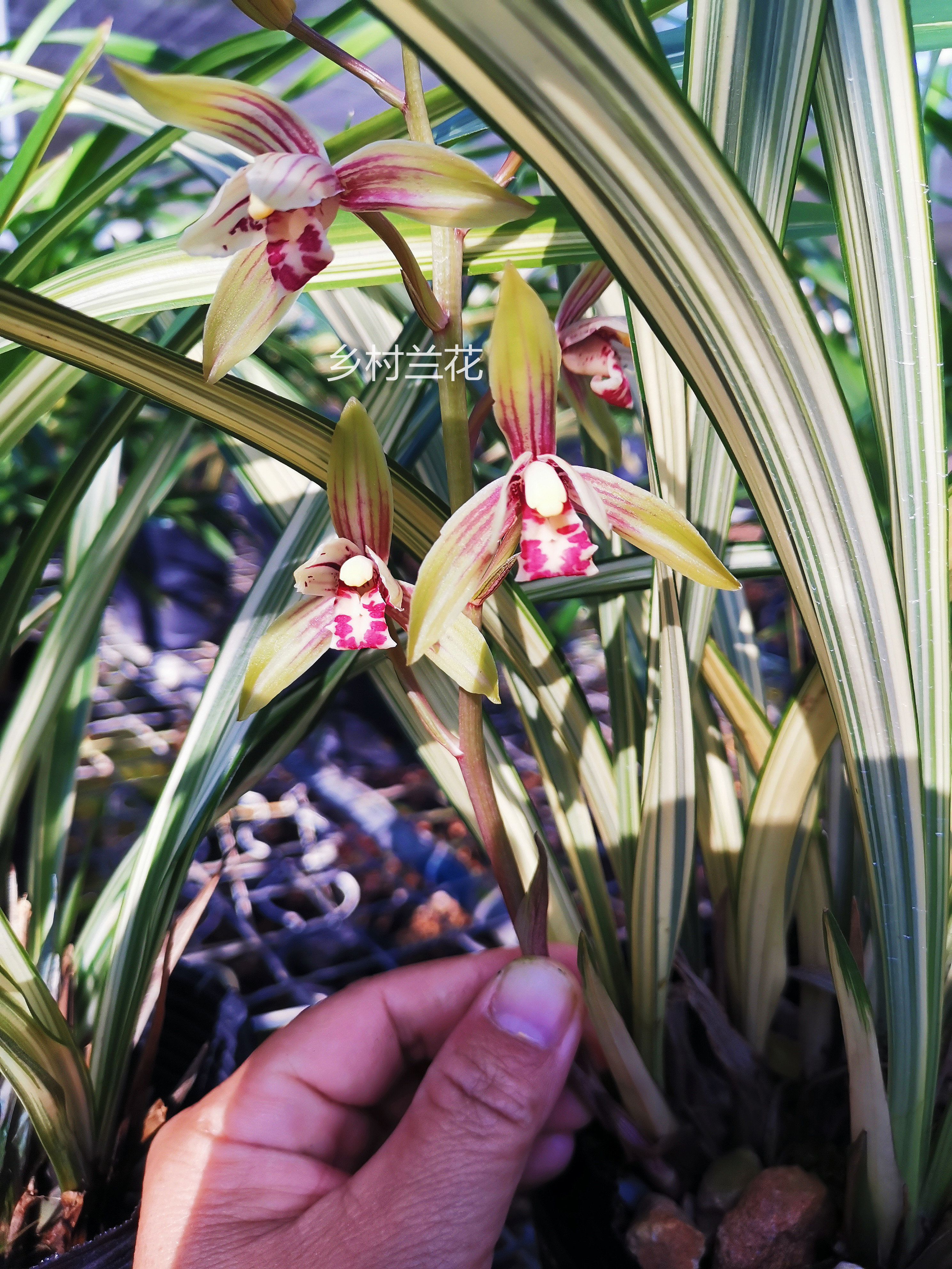 建兰福隆中透艺叶艺兰观叶赏花绿植盆栽花卉