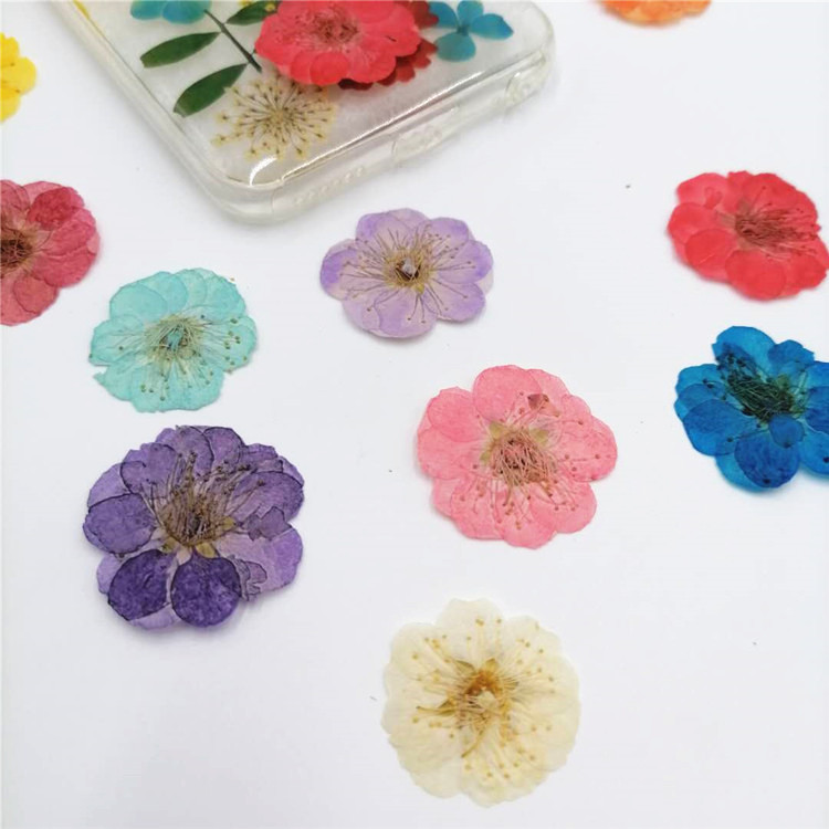 梅花 压花干花香薰蜡烛腊梅diy押花永生花真花网红贴脸花瓣妆花材 - 图2