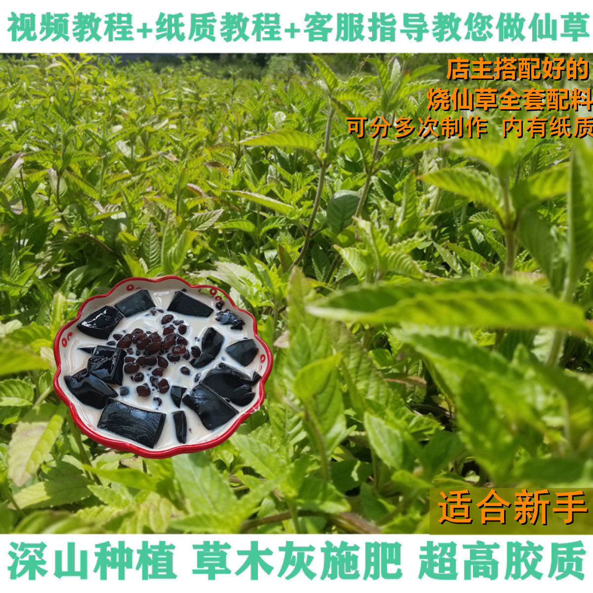 仙草原材料新鲜草干凉粉草草粿草仙人草仙草粉天然粉粉食品