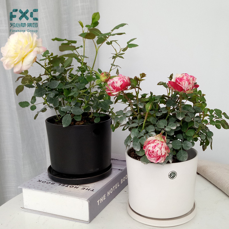 日本姬月玫瑰月季花带花苞盆栽室内阳台四季开花特大花植物月季花