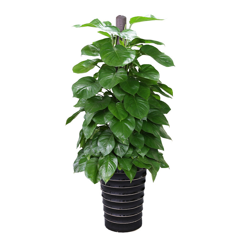 芳心草绿萝盆栽成都植物室内大型绿植办公室大绿萝吸甲醛客厅大盆