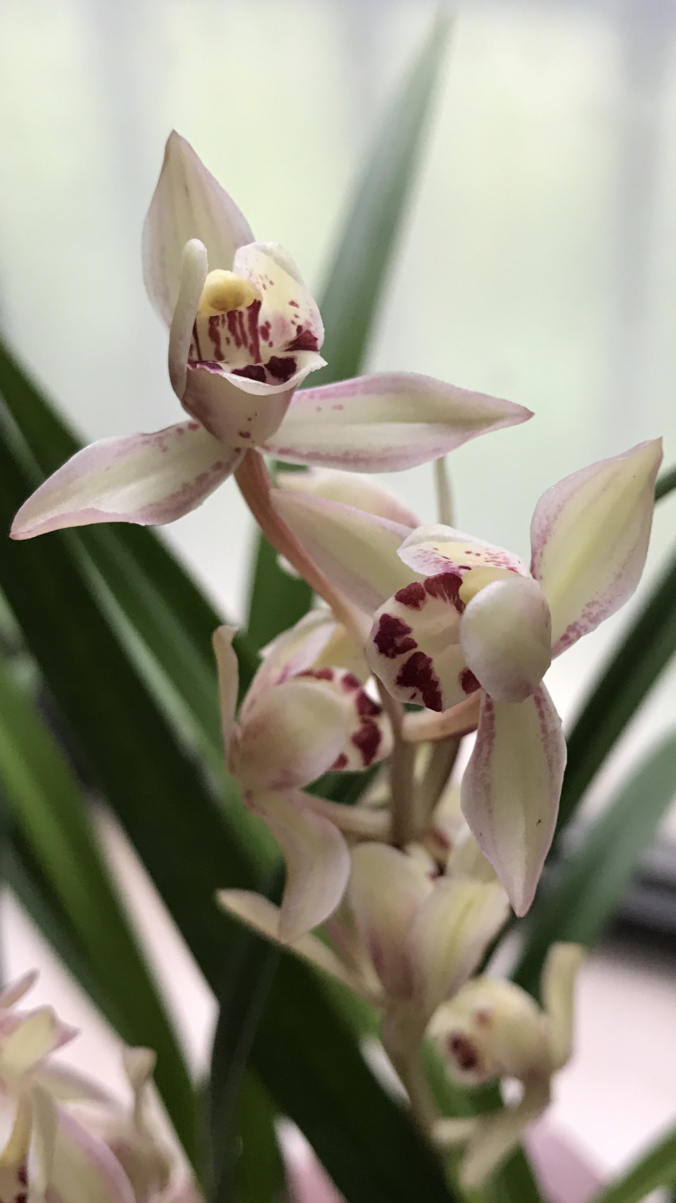 【冯达锋国兰】兰花苗 建兰花仙子,荷塘仙子粉红荷瓣浓香四季兰