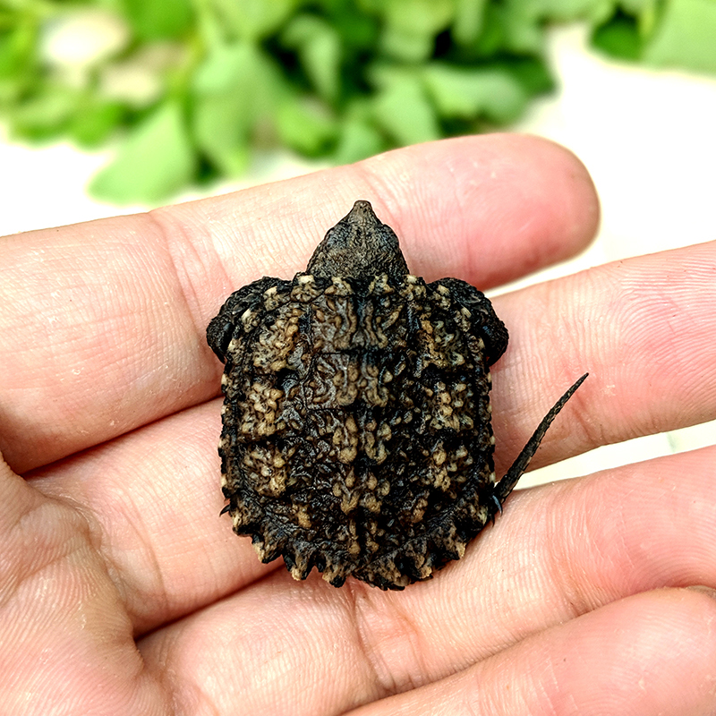 凶猛爆刺纯佛龟苗原种佛鳄龟杂北美小鳄鳄鱼龟