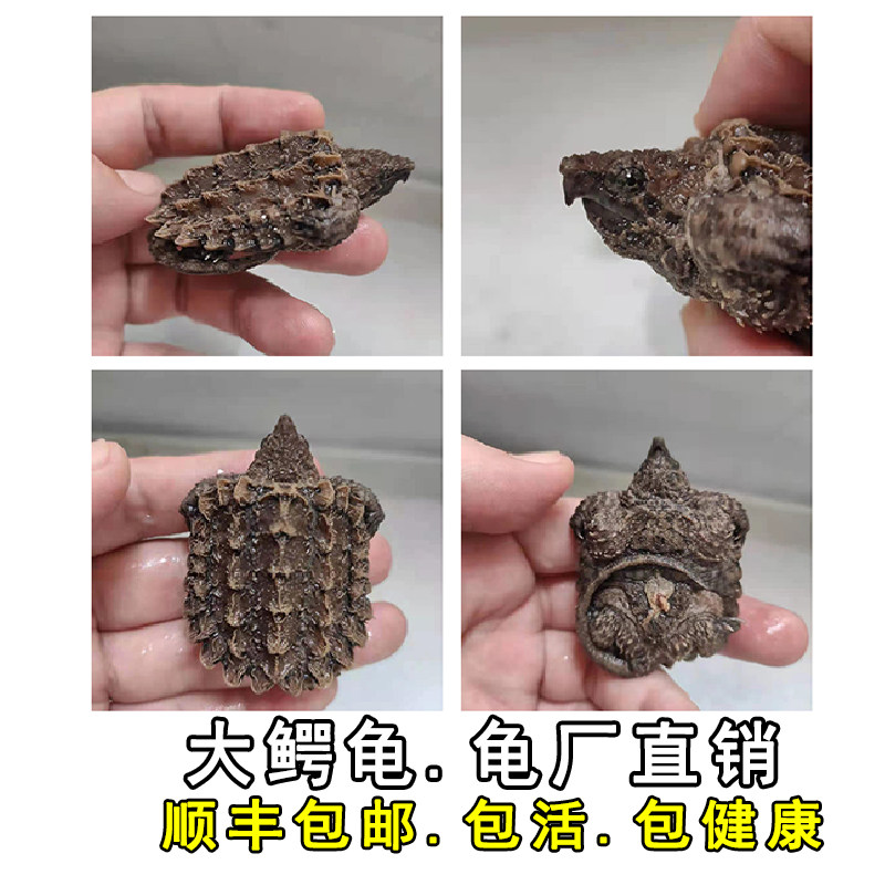 大鳄龟苗进口龟真原色色淡gold国产原种巨型龟