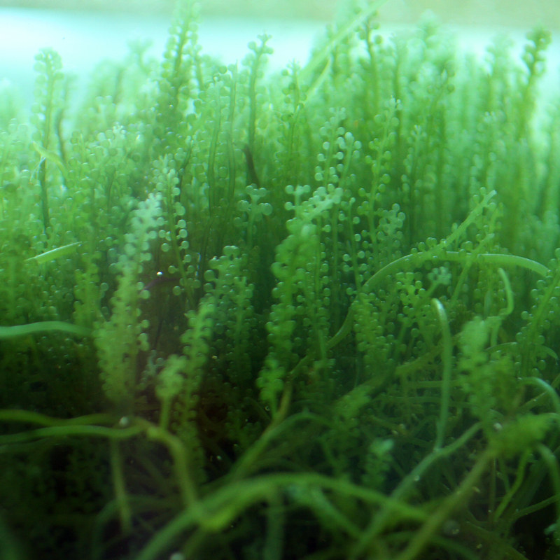 水草葡萄藻活海藻鱼缸造景净化水质增氧造氧水草