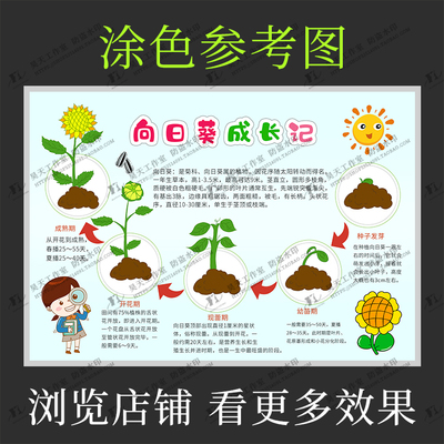 向日葵种植步骤图片