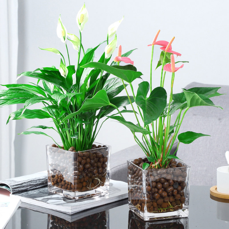 植物红掌水培盆栽室内一帆风顺白掌花卉粉掌玻璃绿植