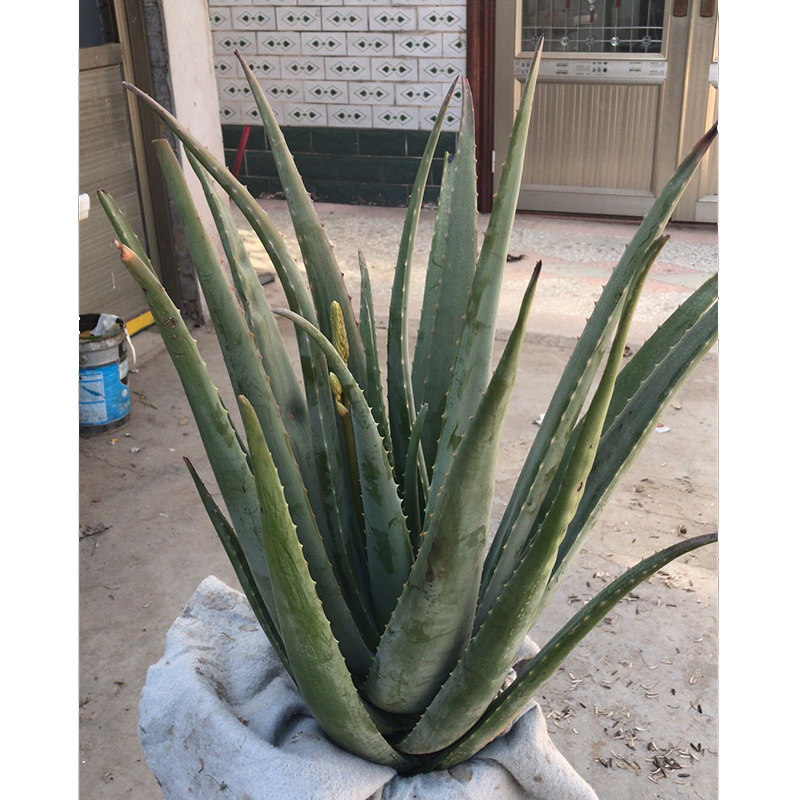 芦荟美国国库拉索盆栽多肉植物美容绿植护肤多肉植物