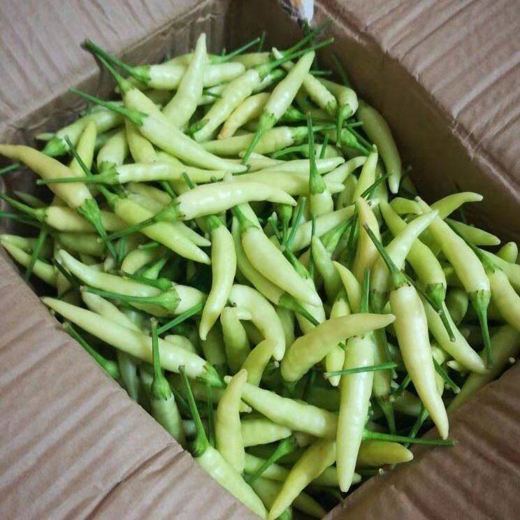 河南新鲜野山椒白泡椒5斤装特小米白米椒剁辣椒