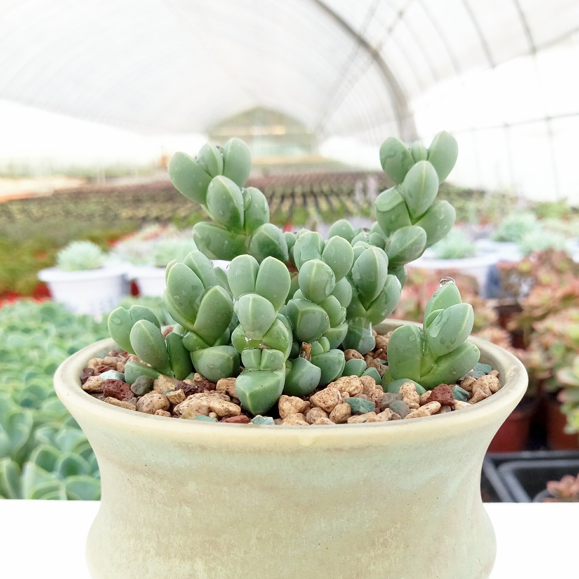 多肉多姿园艺鹿角海棠熏波植物绿植盆栽花卉多肉植物