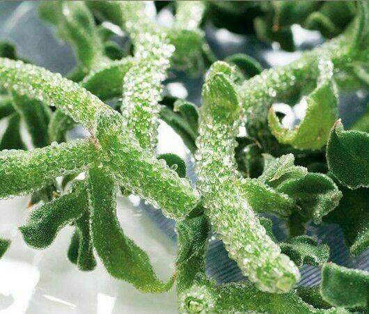 新鲜非洲冰草沙拉蔬菜250克其它