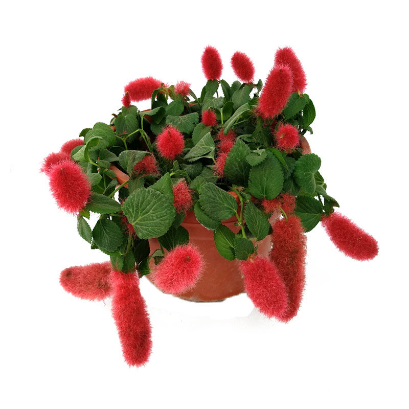 吊兰岁岁盆栽红樱狗尾红色植物垂吊花卉