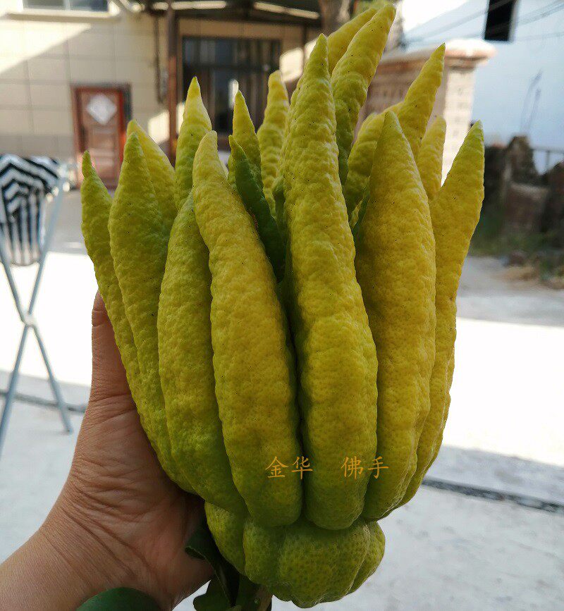 特大金佛手五指鲜果柑香橼瓜橘膏观赏闻香摆放佛手果