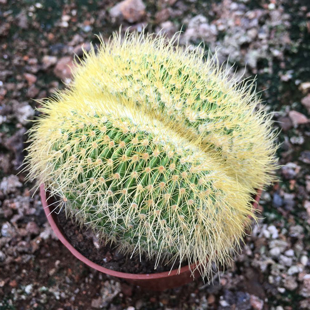 金丝猴多头群生仙人防辐射盆栽绿植多肉植物多肉植物