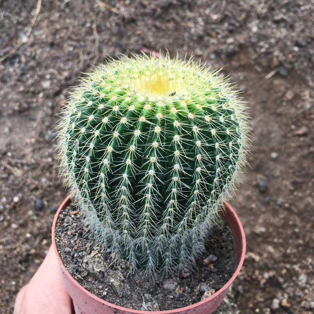 仙人金冠室内绿植防辐射桌面盆栽多肉植物发满包多肉植物