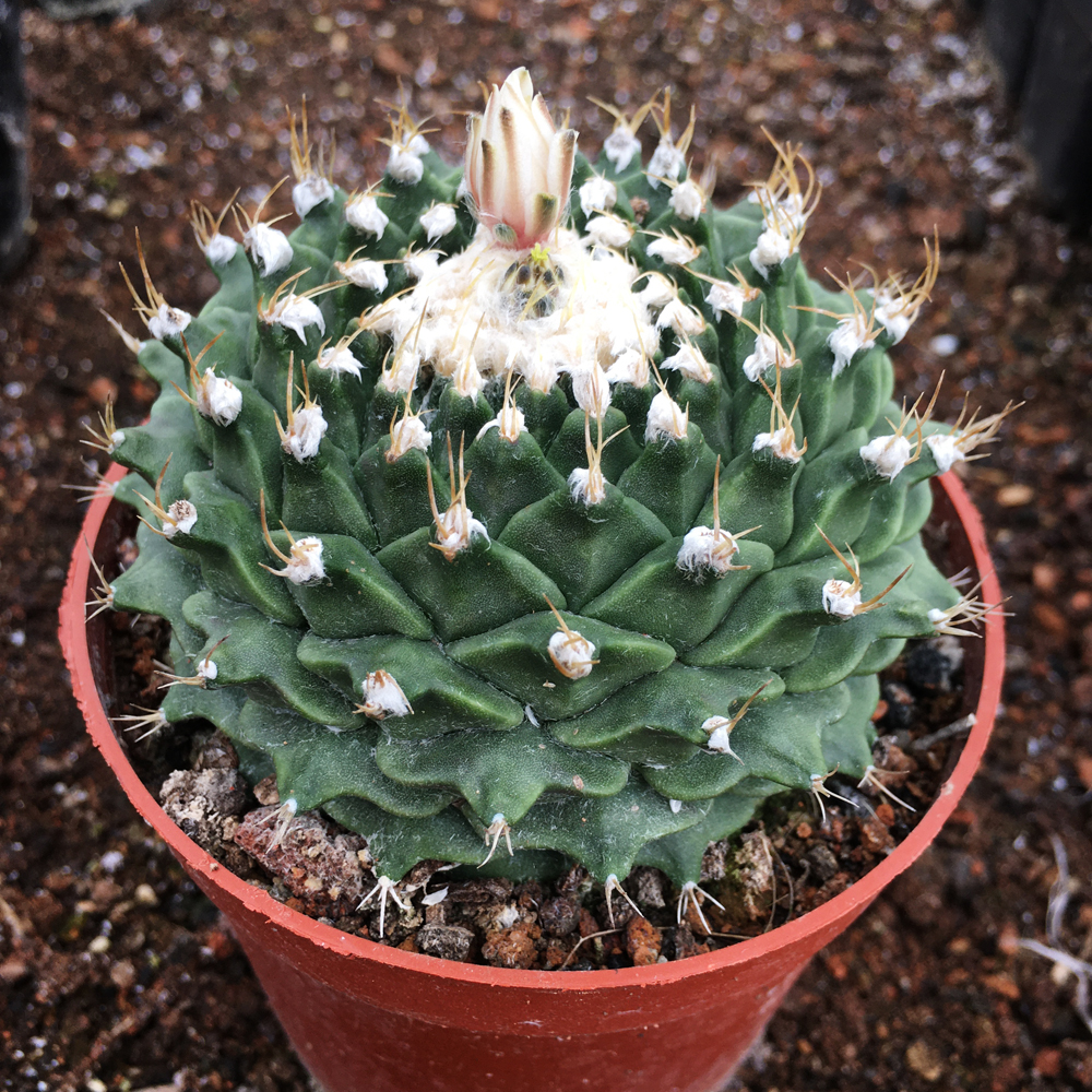 中国四易开花防辐射开花植物大名球多仙人精品帝冠多肉植物