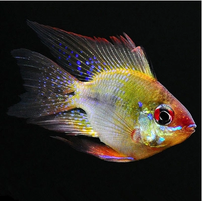 凤凰荷兰球鱼短鲷类热带鱼观赏鱼活体种鱼鱼