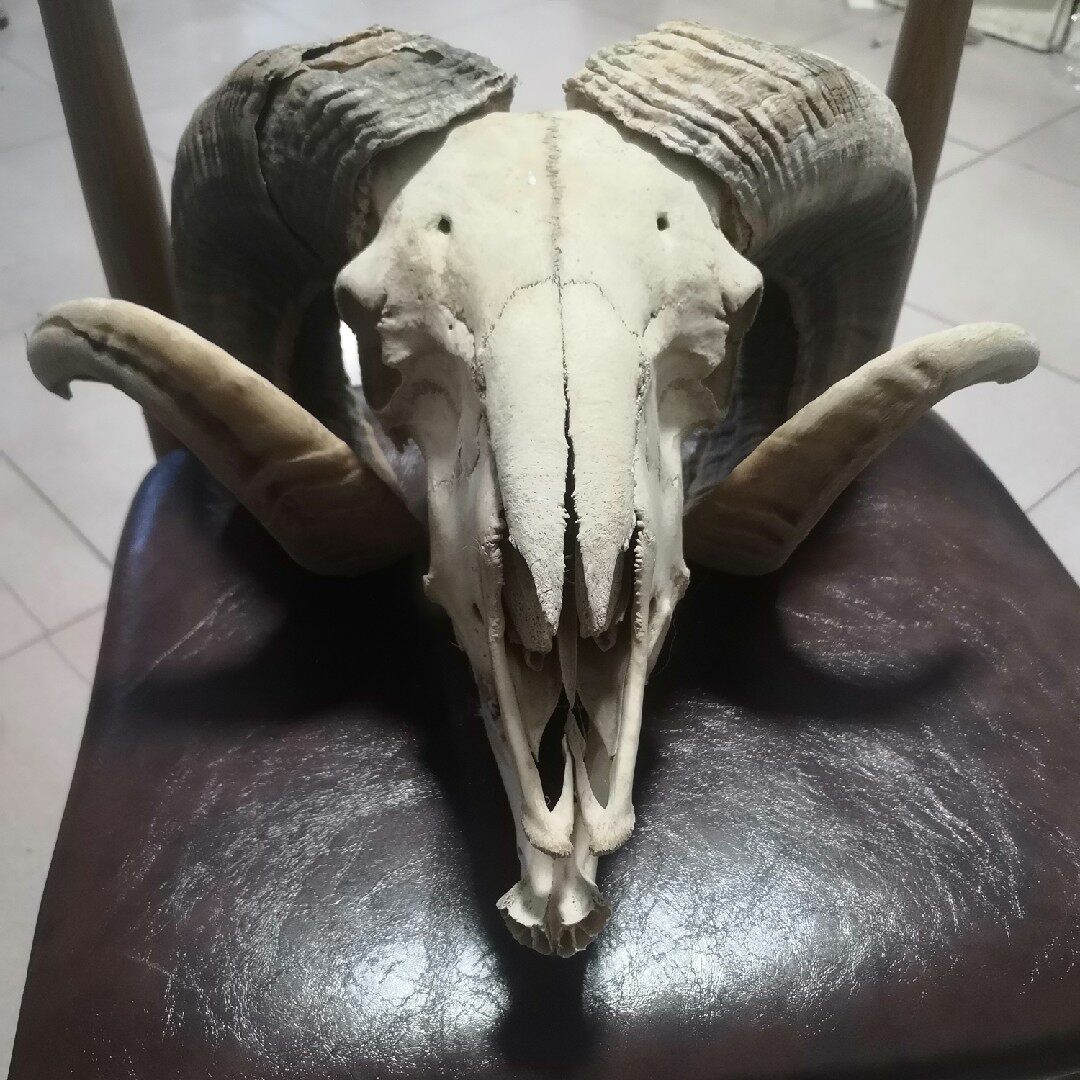 羊头骨骼摆件挂饰饰品家装标本装饰复古古纯圣诞礼品