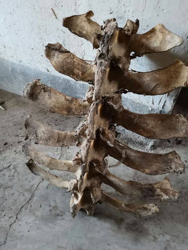 牛背骨头摆件标本项链女男复古文艺百搭饰品项坠