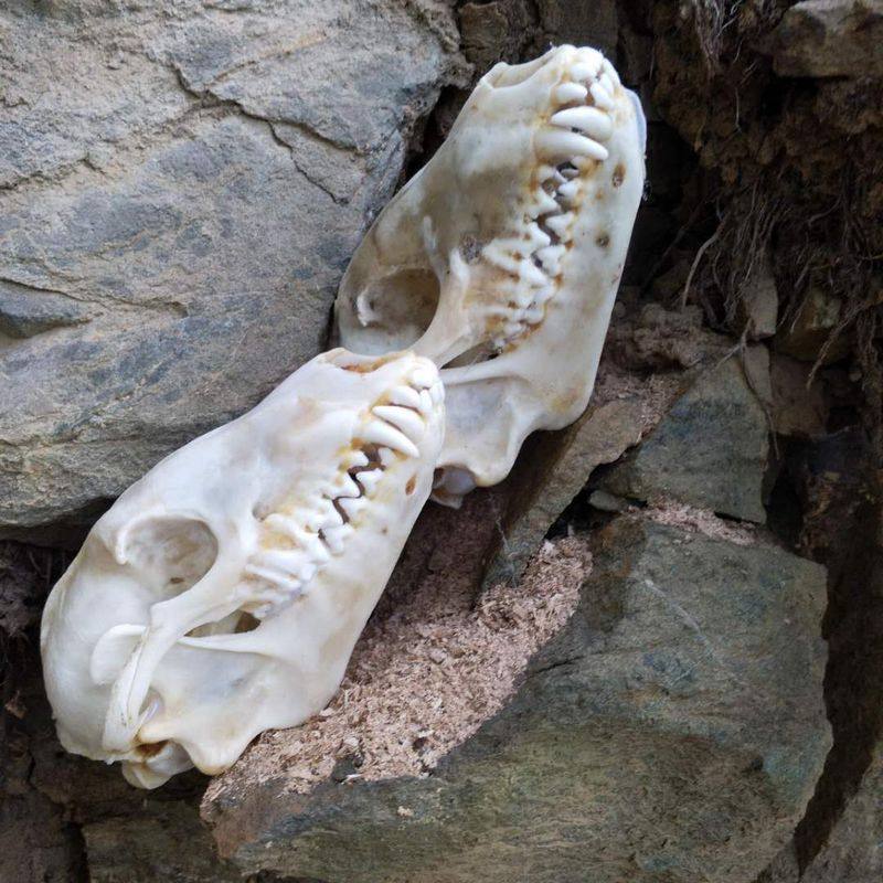 狐狸标本装饰玩具鱼缸造景骨骼全牙模型饰品造景