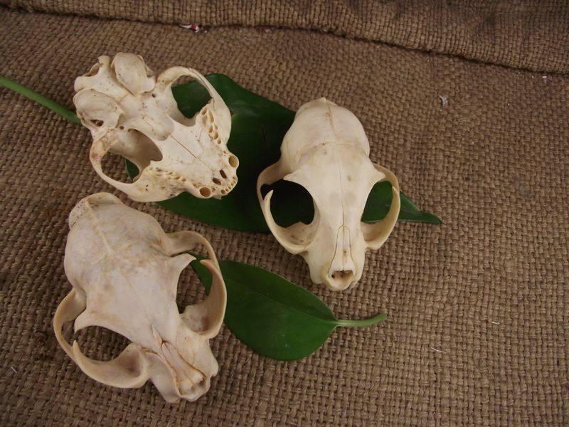 猫真骨标本包邮9.9猫头骨标本上额 画材摆件头骨猫骨骼标本猫骨真