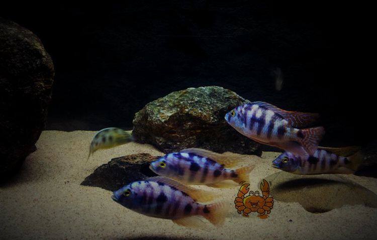 台系三湖慈鲷马鲷紫红红六间鱼热带鱼观赏鱼鱼