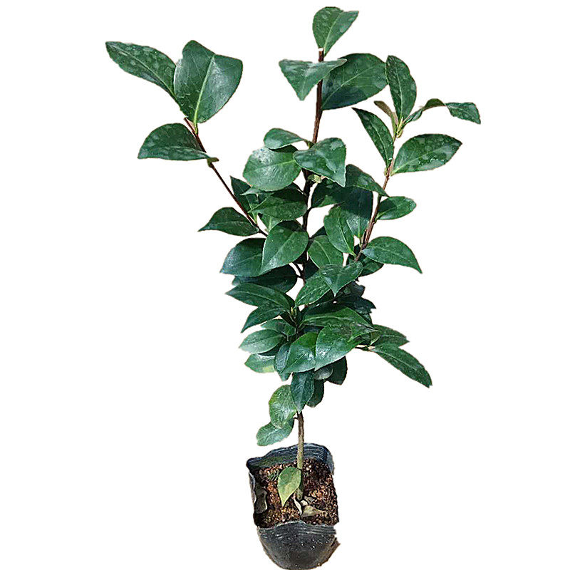 精品超值香茶茶花哈氏微笑盆栽树苗阳台庭院绿植