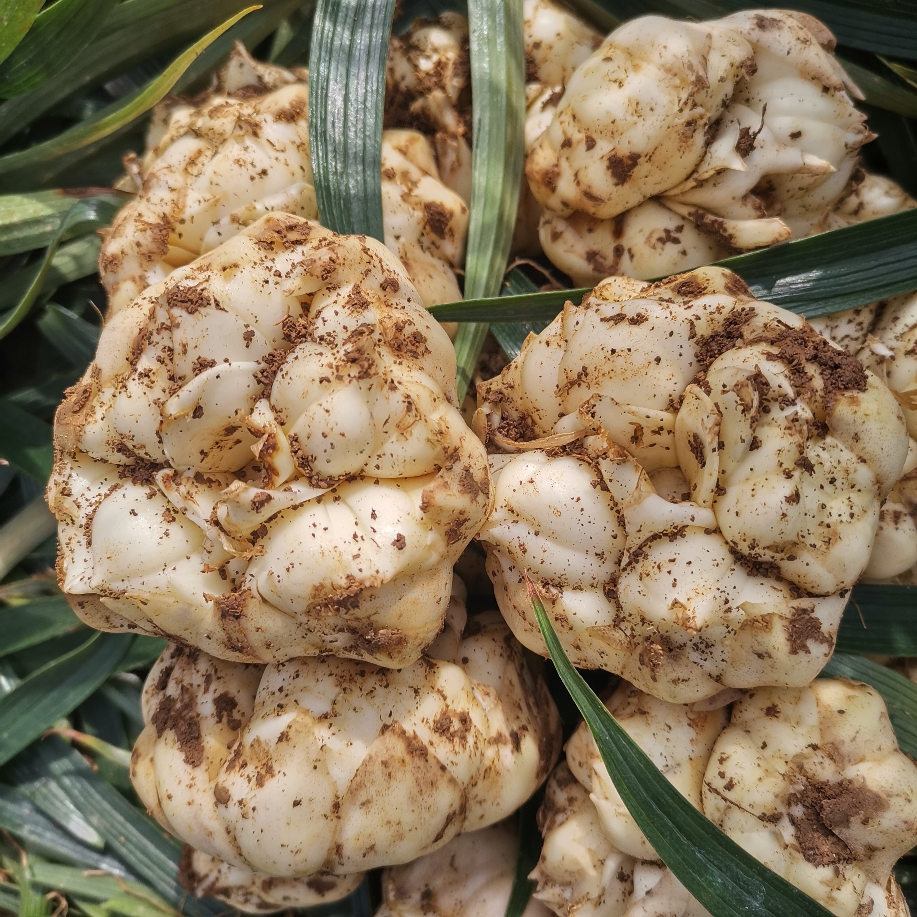 百合2021年现挖食用新鲜药用胜兰兰州宜兴特级新鲜百合