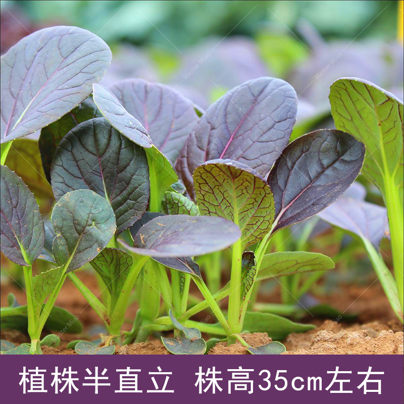 紫金快菜种子种籽紫色苗用小白菜早熟速生春季家庭园艺种子