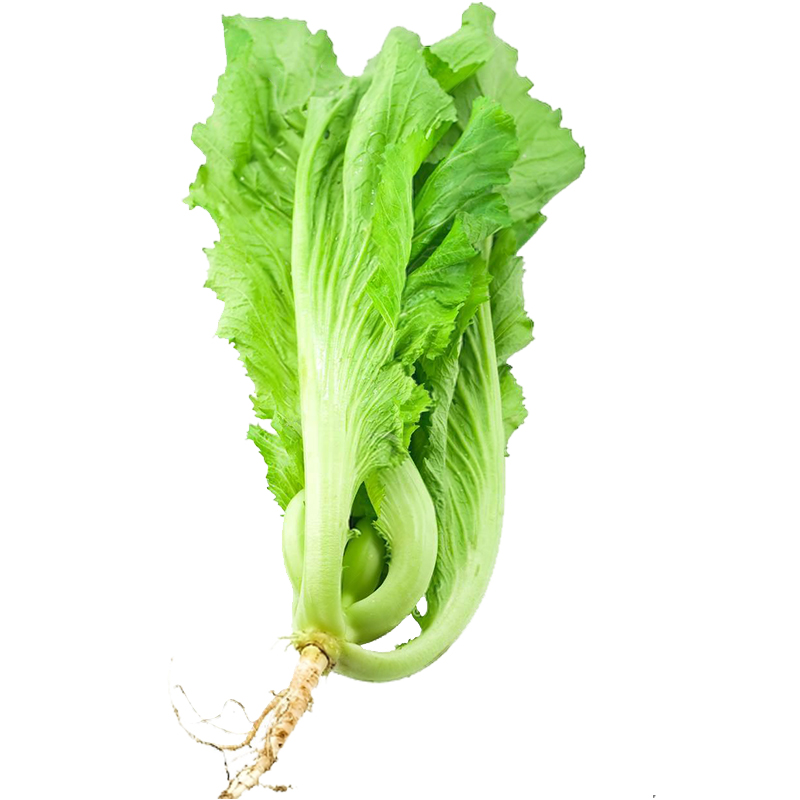 蔬菜孑芥菜种子大肉青大叶包心酸菜种籽农家客家水东芥菜籽种四季
