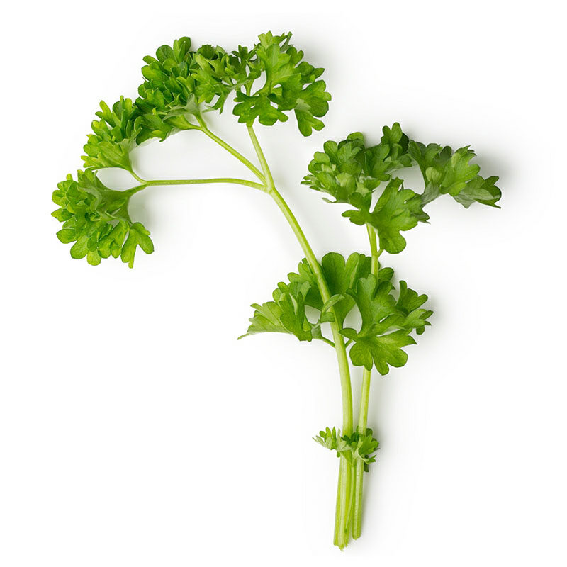 欧芹盆栽卷叶皱叶摩西小香香芹西餐料理食材绿植